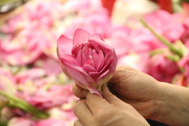 Thiên cổ đệ nhất trà sen của cụ bà U100 Hà Nội, giá 7 triệu đồng/kg-3