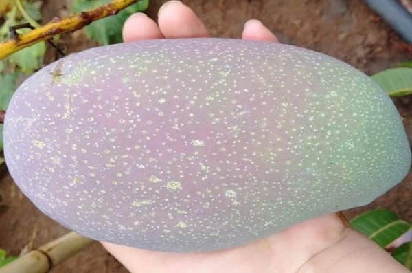 Xoài lạ giá chỉ 50.000 đồng/kg hút hồn các chị em-1