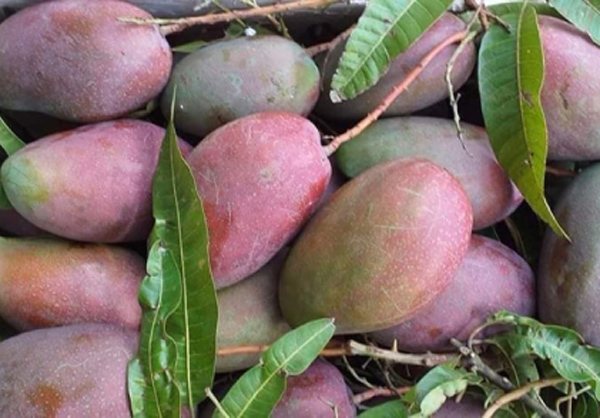 Xoài lạ giá chỉ 50.000 đồng/kg hút hồn các chị em-2