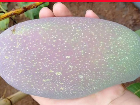 Kỳ lạ: Phô mai bốc mùi hôi hám nhưng có giá gần 400 triệu-2