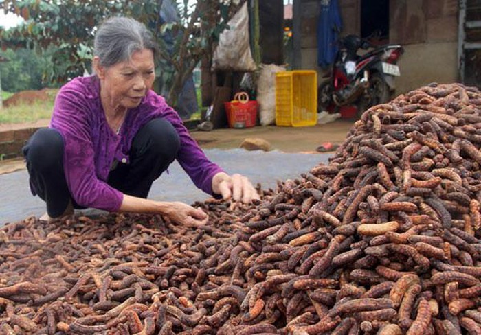 Săn chuối hột rừng đại bổ - nghề phụ thu 100 triệu đồng/năm-2