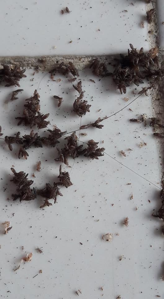 Rùng mình với tổ chấy hàng nghìn con tranh nhau làm tổ trưởng trên đầu bé gái-2