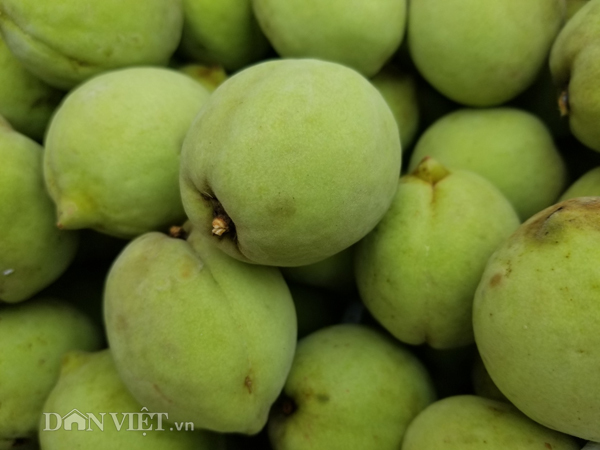 Đặc sản xứ Lạng: Rùa đá nhốt rọ, quả lạ vàng rực, rết độc nhốt chai-12