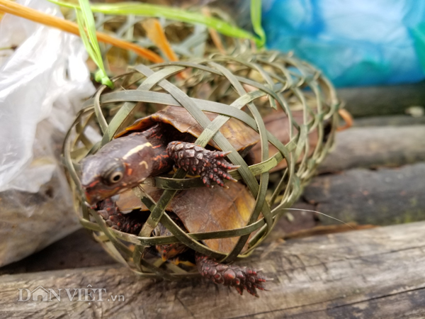 Đặc sản xứ Lạng: Rùa đá nhốt rọ, quả lạ vàng rực, rết độc nhốt chai-4