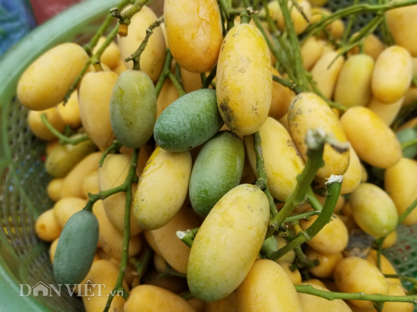 Đặc sản xứ Lạng: Rùa đá nhốt rọ, quả lạ vàng rực, rết độc nhốt chai-5