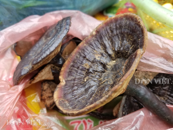 Đặc sản xứ Lạng: Rùa đá nhốt rọ, quả lạ vàng rực, rết độc nhốt chai-6