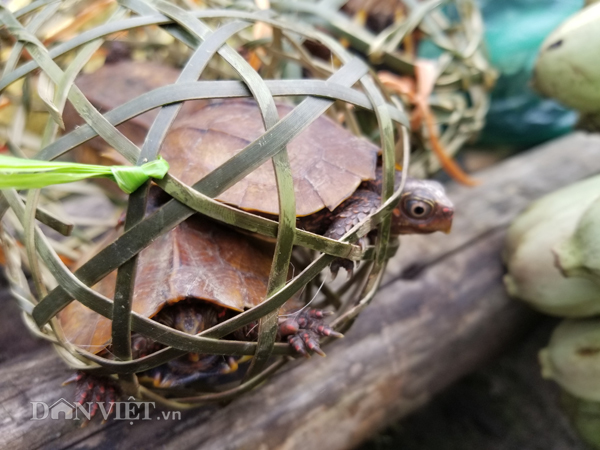Đặc sản xứ Lạng: Rùa đá nhốt rọ, quả lạ vàng rực, rết độc nhốt chai-7