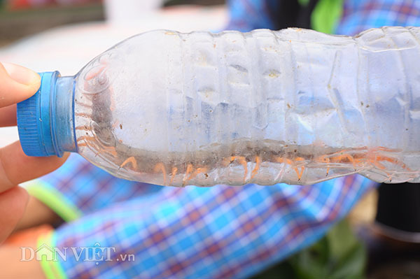 Đặc sản xứ Lạng: Rùa đá nhốt rọ, quả lạ vàng rực, rết độc nhốt chai-8