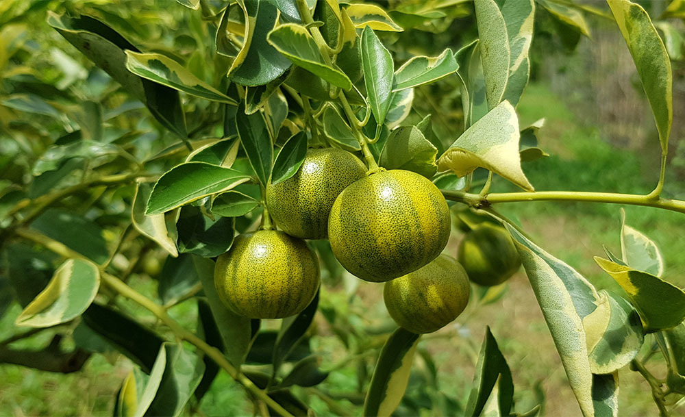 Cây tắc áo sọc đổi màu siêu lạ xôn xao miền Tây,-2