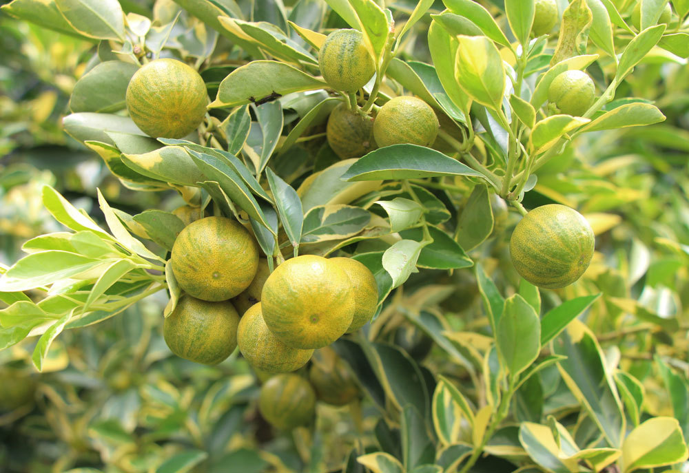 Cây tắc áo sọc đổi màu siêu lạ xôn xao miền Tây,-4