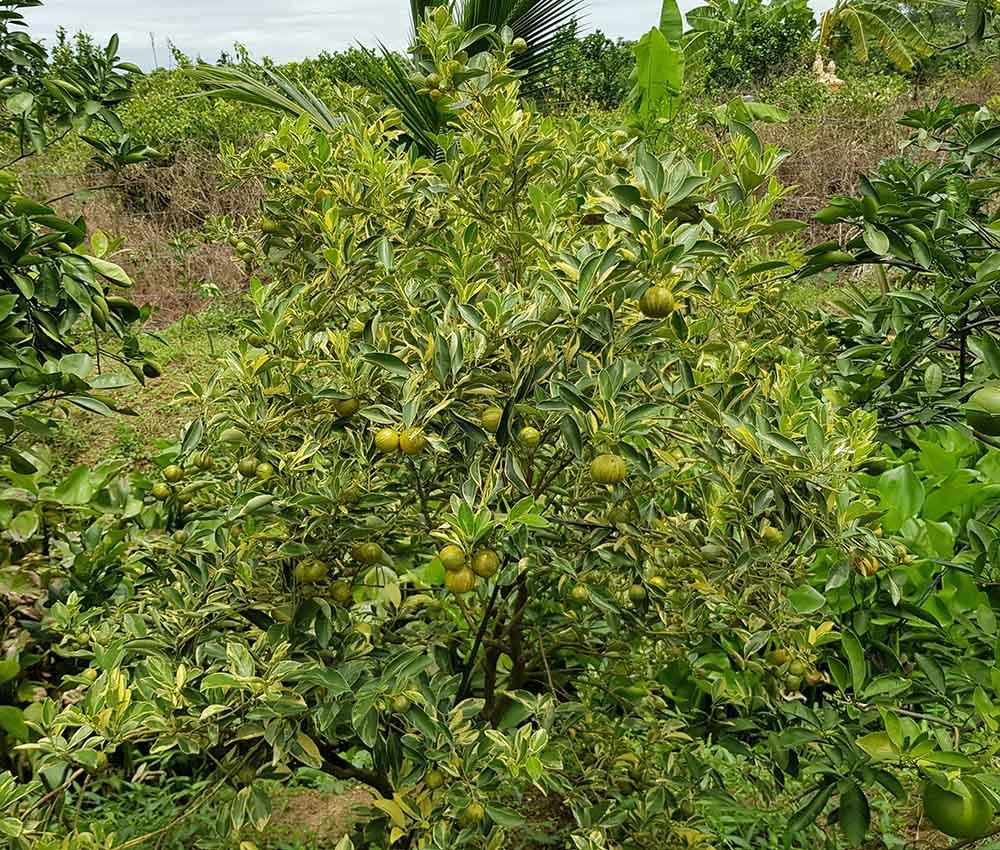 Cây tắc áo sọc đổi màu siêu lạ xôn xao miền Tây,-8