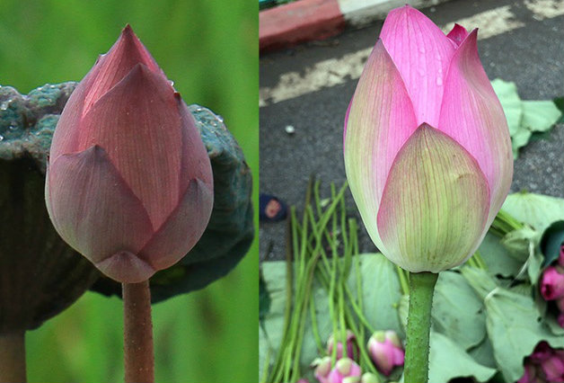 Người bán hoa sẽ không nói cho bạn biết: Nhìn vào 1 điểm này là chọn đúng bó hoa sen, không lẫn đâu được-3