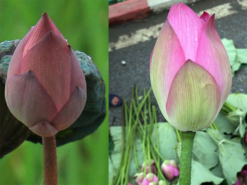 Sen quan âm, đắt gấp đôi sen thường vẫn không đủ hàng để bán-6