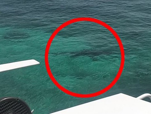 Tình cờ phát hiện rạn san hô lớn nhất thế giới-2