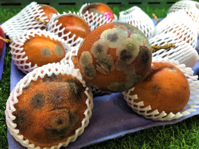 Chanh leo Colombia mốc meo giá gần triệu bạc/kg cháy hàng” trong ngày hè nắng nóng-1