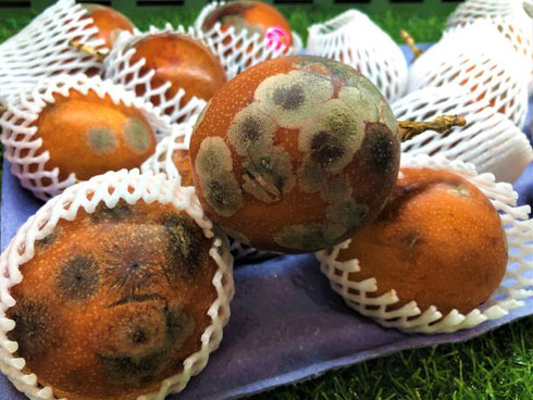 Uống nước chanh leo phải lưu ý những điều này nếu không sẽ thành thuốc độc” hại sức khỏe-5