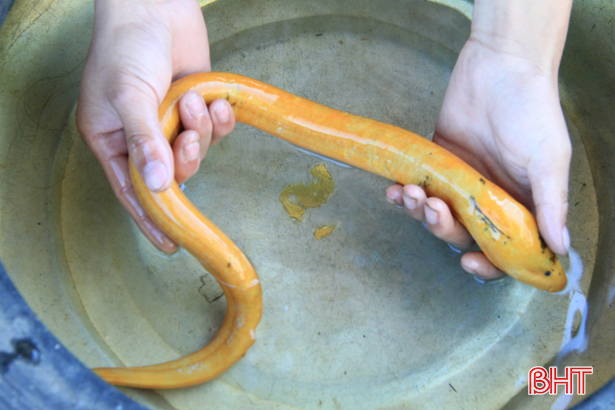 Nông dân Hà Tĩnh bắt được lươn vàng, thương lái hỏi mua 10 triệu-1
