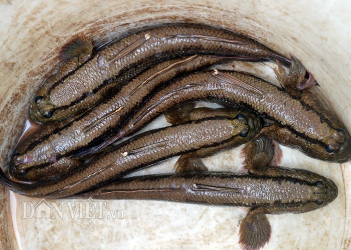 Săn loài cá kỳ lạ nhất hành tinh: Vừa biết lặn vừa biết leo cây-1