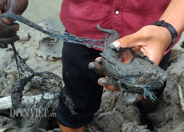 Săn loài cá kỳ lạ nhất hành tinh: Vừa biết lặn vừa biết leo cây-2