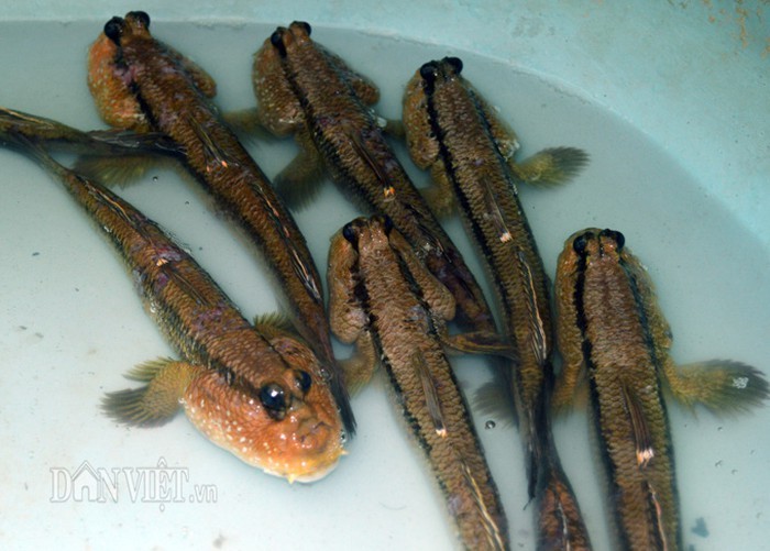 Săn loài cá kỳ lạ nhất hành tinh: Vừa biết lặn vừa biết leo cây-4