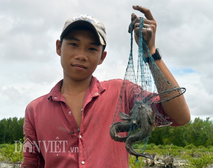 Săn loài cá kỳ lạ nhất hành tinh: Vừa biết lặn vừa biết leo cây-5