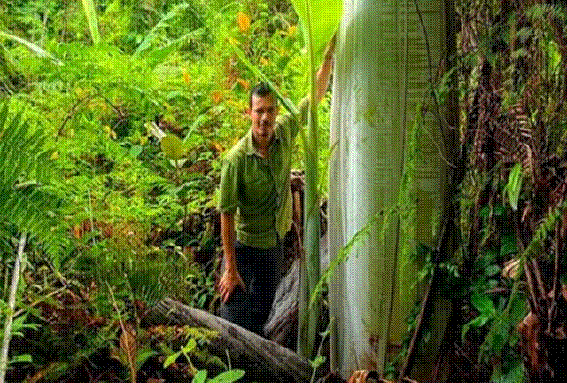 Hết hồn với giống chuối to như bắp tay, ăn một quả no nguyên ngày-1