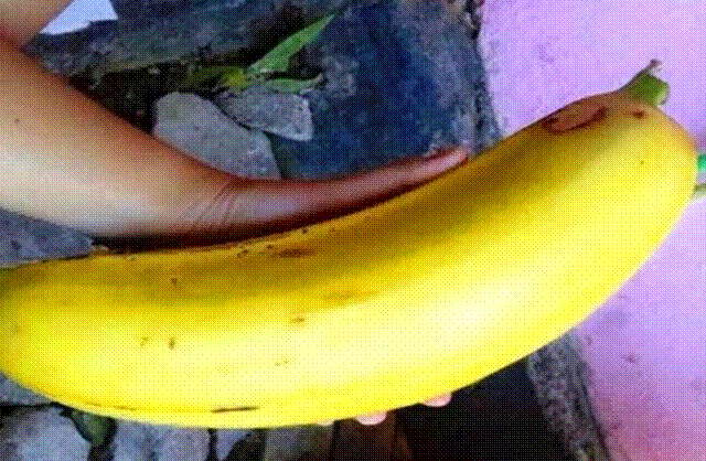 Hết hồn với giống chuối to như bắp tay, ăn một quả no nguyên ngày-3