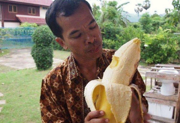 Hết hồn với giống chuối to như bắp tay, ăn một quả no nguyên ngày-6