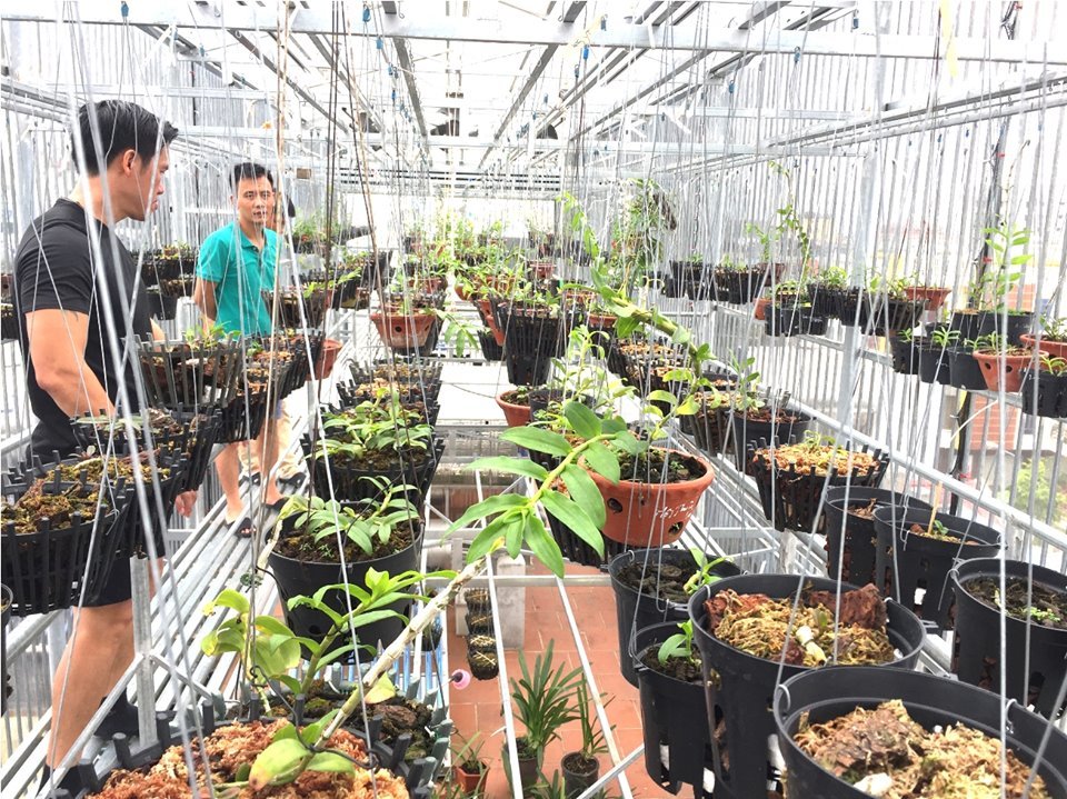 Chiêm ngưỡng giò lan Người đẹp Bình Dương được trả giá cả chục tỷ-12