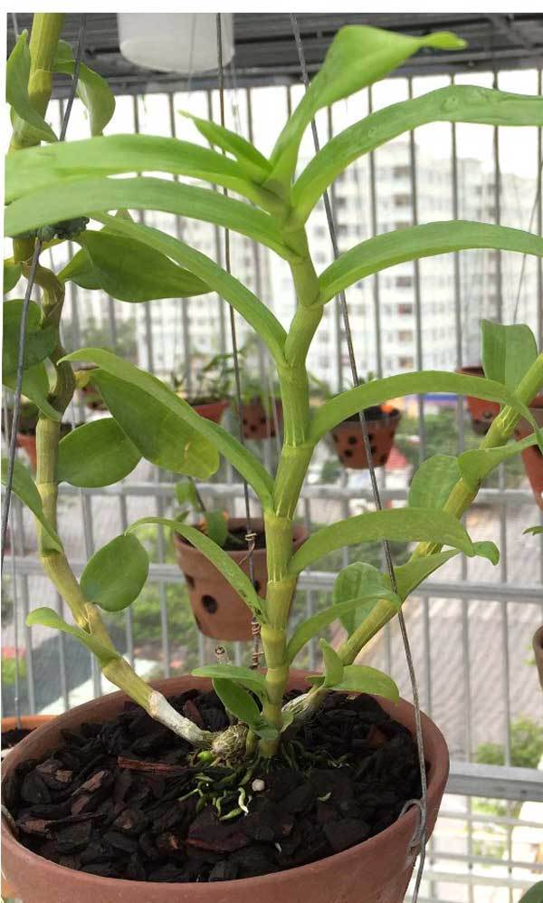 Chiêm ngưỡng giò lan Người đẹp Bình Dương được trả giá cả chục tỷ-3