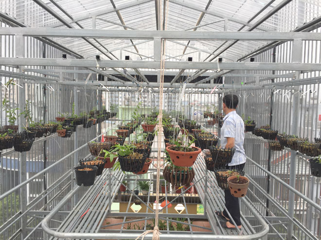 Chủ giò lan chục tỷ Người đẹp Bình Dương tiết lộ cách chăm sóc, bảo vệ cây-1