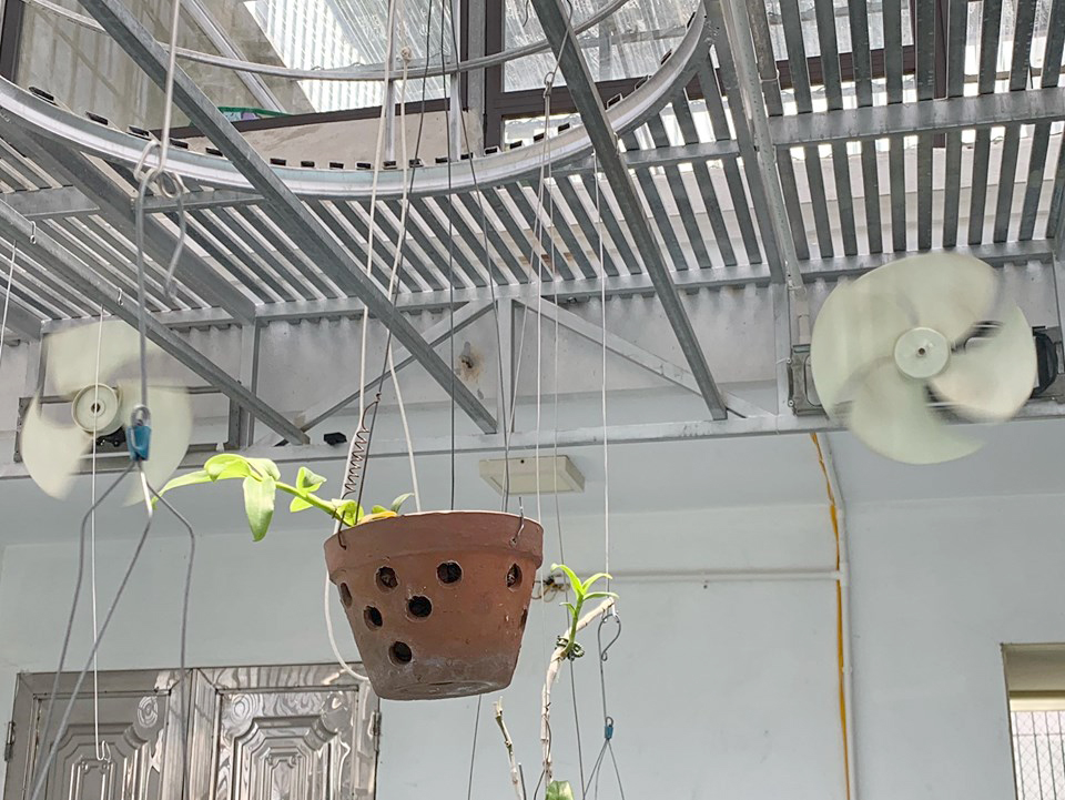 Chủ giò lan chục tỷ Người đẹp Bình Dương tiết lộ cách chăm sóc, bảo vệ cây-2