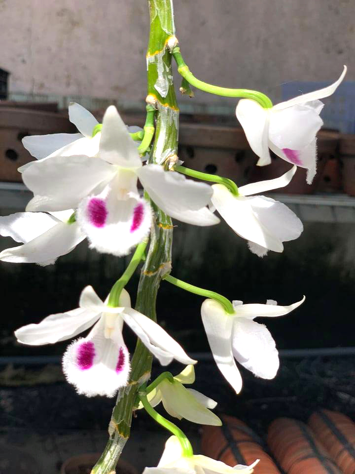 Chủ giò lan chục tỷ Người đẹp Bình Dương tiết lộ cách chăm sóc, bảo vệ cây-4