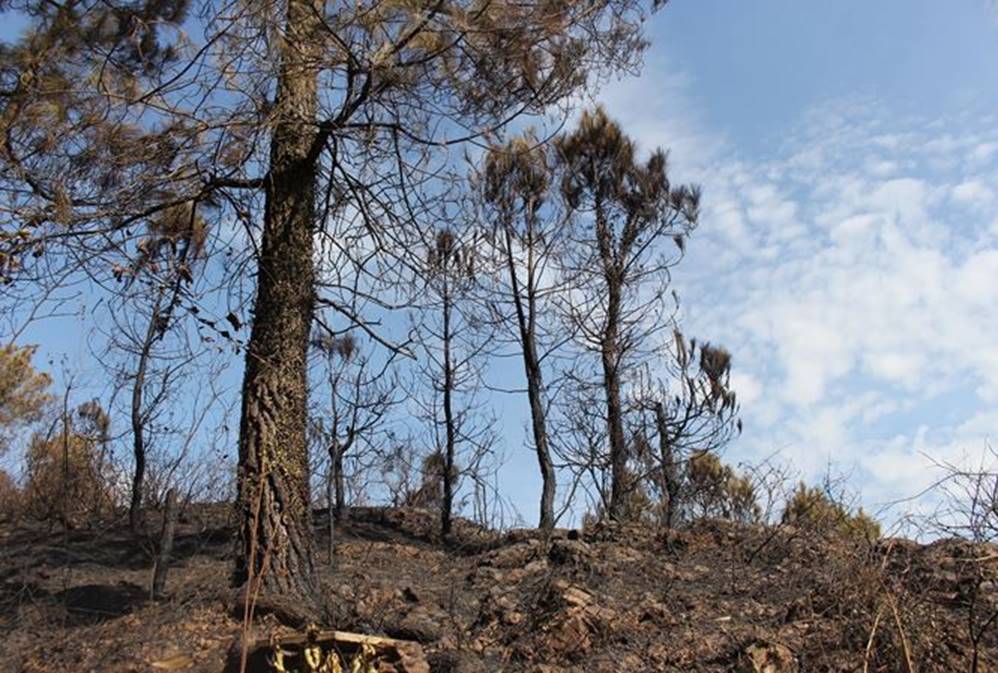 Tan hoang rừng thông Hà Tĩnh, tro than bay mịt mù sau 3 ngày hỏa hoạn-1