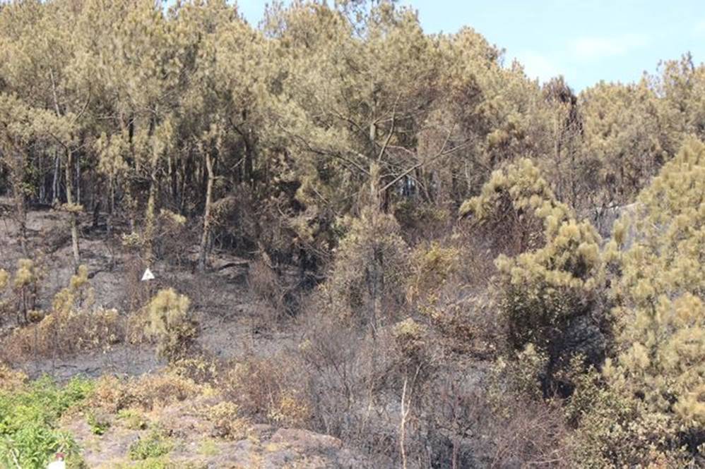 Tan hoang rừng thông Hà Tĩnh, tro than bay mịt mù sau 3 ngày hỏa hoạn-2