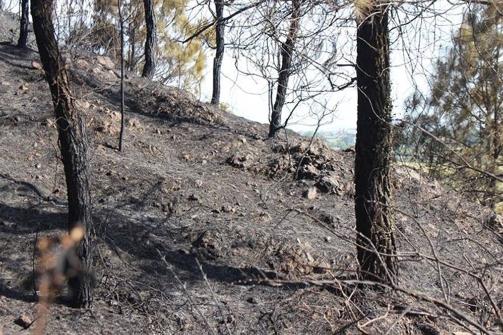 Tan hoang rừng thông Hà Tĩnh, tro than bay mịt mù sau 3 ngày hỏa hoạn-4