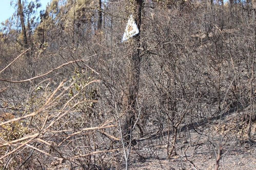 Tan hoang rừng thông Hà Tĩnh, tro than bay mịt mù sau 3 ngày hỏa hoạn-10