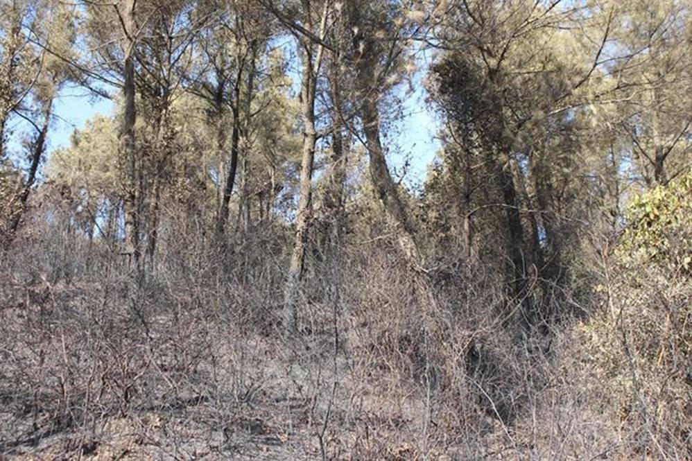 Tan hoang rừng thông Hà Tĩnh, tro than bay mịt mù sau 3 ngày hỏa hoạn-5