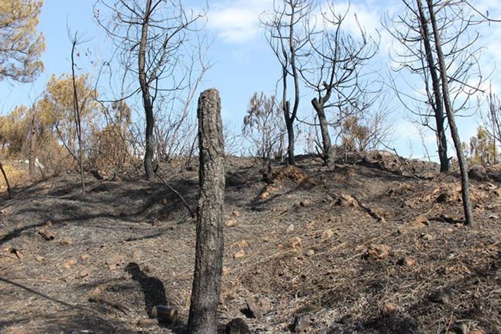 Tan hoang rừng thông Hà Tĩnh, tro than bay mịt mù sau 3 ngày hỏa hoạn-6