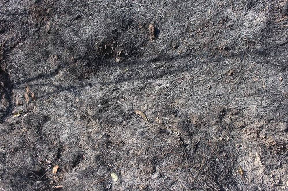 Tan hoang rừng thông Hà Tĩnh, tro than bay mịt mù sau 3 ngày hỏa hoạn-7