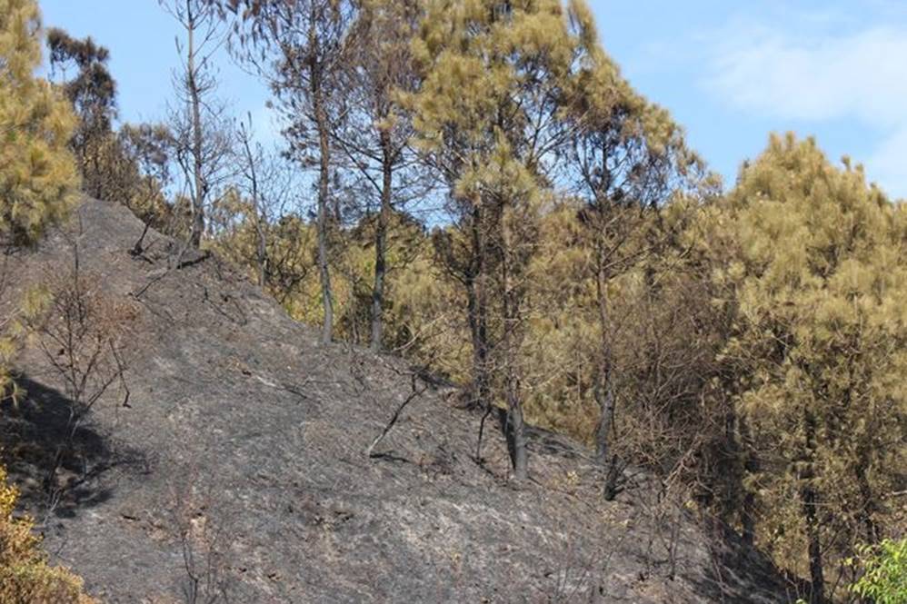 Tan hoang rừng thông Hà Tĩnh, tro than bay mịt mù sau 3 ngày hỏa hoạn-8