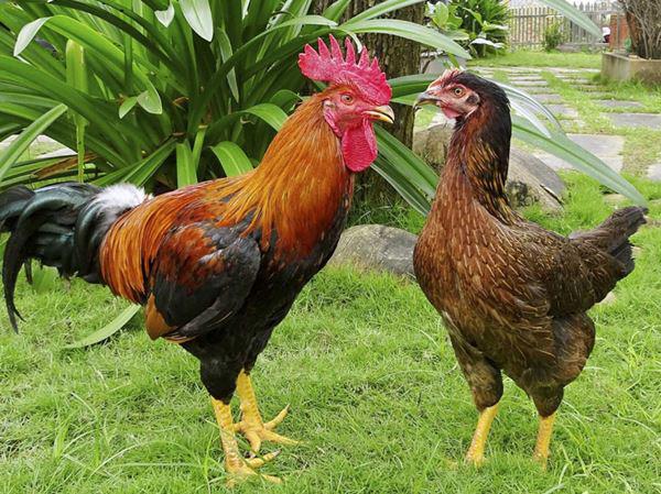 Cách luộc gà ngon, da vàng bóng ăn giòn ai cũng phải khen ngợi-1