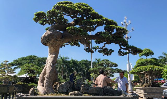 Bình Định: Cụ duối cổ hơn 130 tuổi đã có người trả giá 3,5 tỷ đồng-1