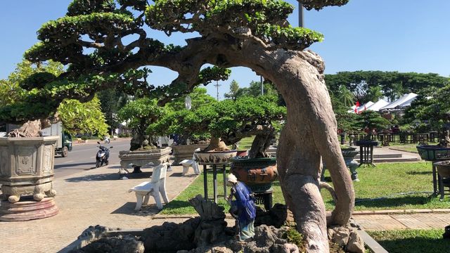 Bình Định: Cụ duối cổ hơn 130 tuổi đã có người trả giá 3,5 tỷ đồng-4