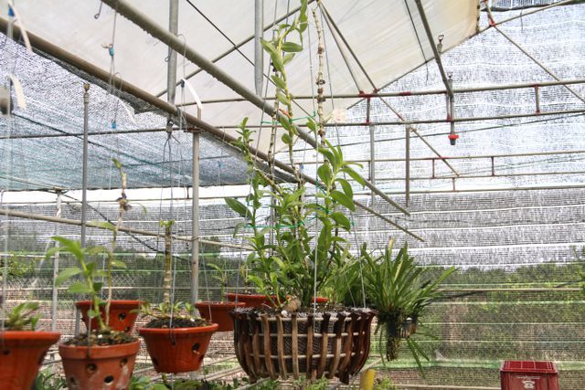 Sửng sốt những giò lan đột biến, đại gia Hà Nội đo cây trả tiền-2