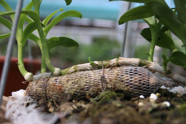 Sửng sốt những giò lan đột biến, đại gia Hà Nội đo cây trả tiền-10