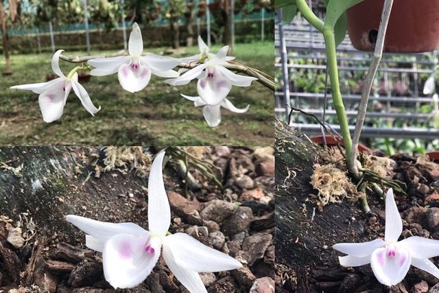 Sửng sốt những giò lan đột biến, đại gia Hà Nội đo cây trả tiền-6