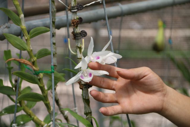 Sửng sốt những giò lan đột biến, đại gia Hà Nội đo cây trả tiền-8