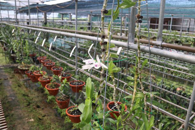 Sửng sốt những giò lan đột biến, đại gia Hà Nội đo cây trả tiền-9