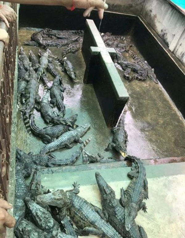 Mẹ mải trông con sơ sinh, vài tiếng sau ám ảnh cả đời khi nhìn vào chuồng cá sấu-2
